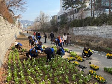 바르게 살기 위원회 수암천 산책로 봄꽃 식재 이미지