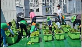 안양7동 자율방재단(단장 한석주), 옥상텃밭 수확물 쌈채소 나눔 이미지