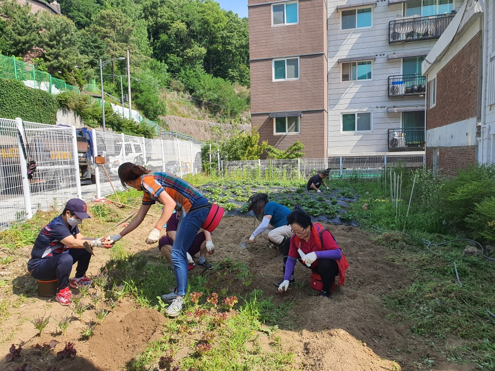 2022.06.11. 주민자치위원회, 사랑의 텃밭 가꾸기 이미지