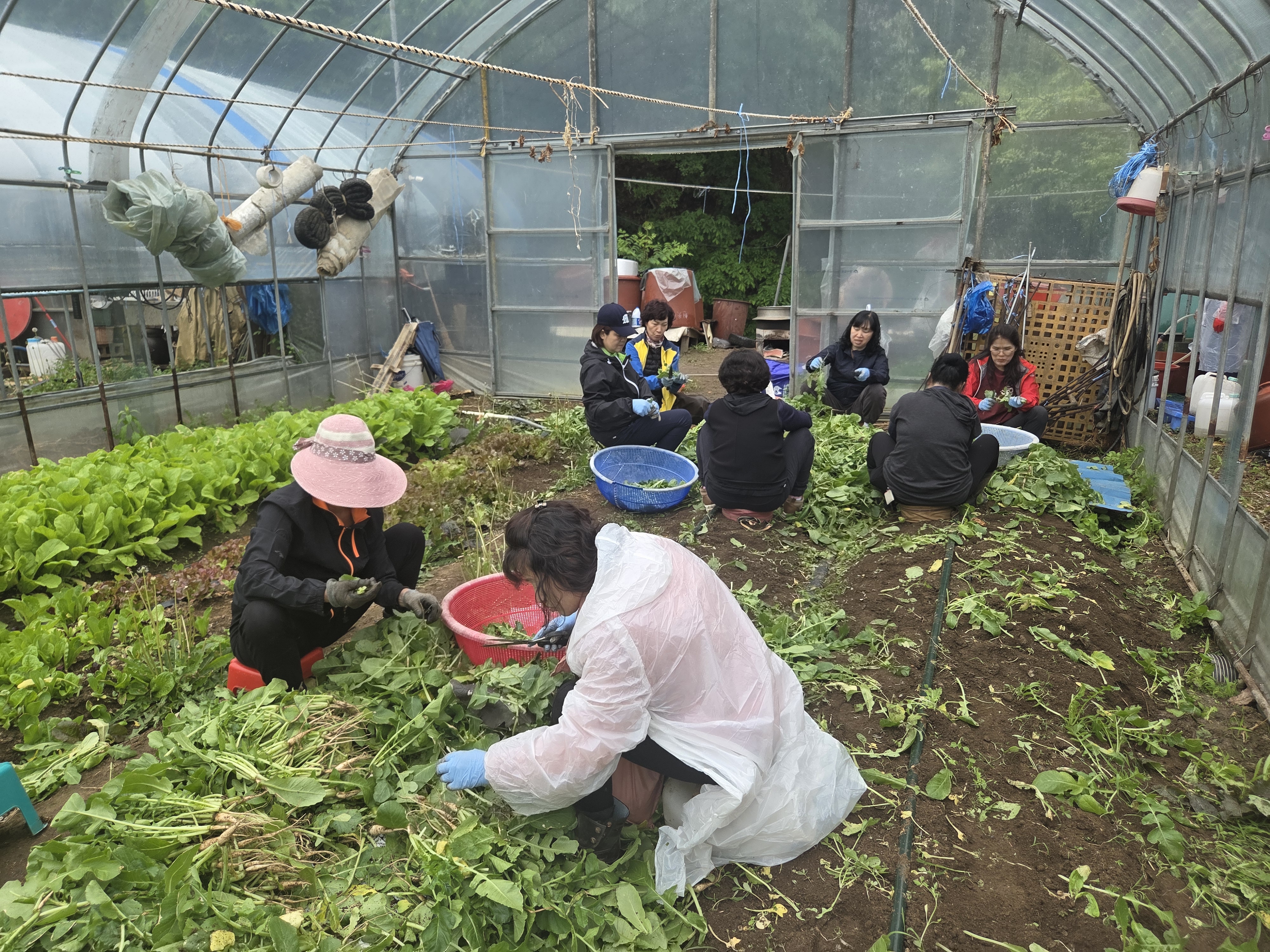 호계2동 동V터전 열무김치 나눔행사 이미지