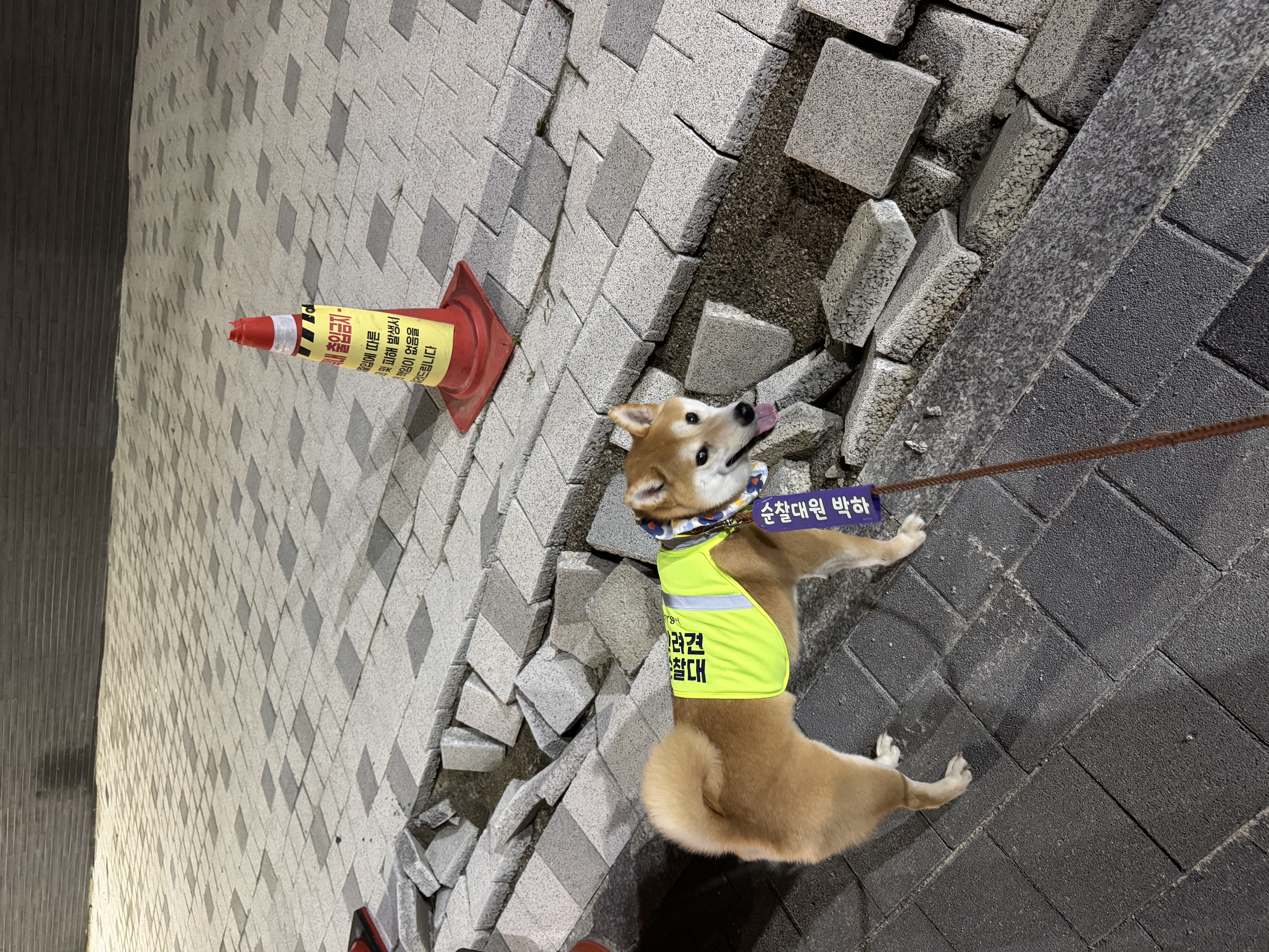 7월 1주~2주 _ 개별순찰일지_박하 이미지