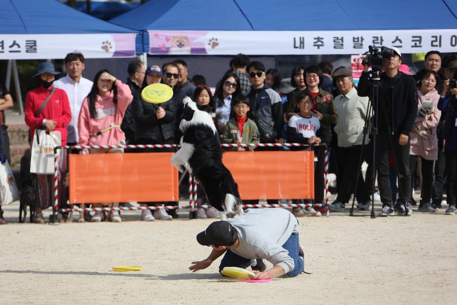 반려동물사랑나눔축제 이미지