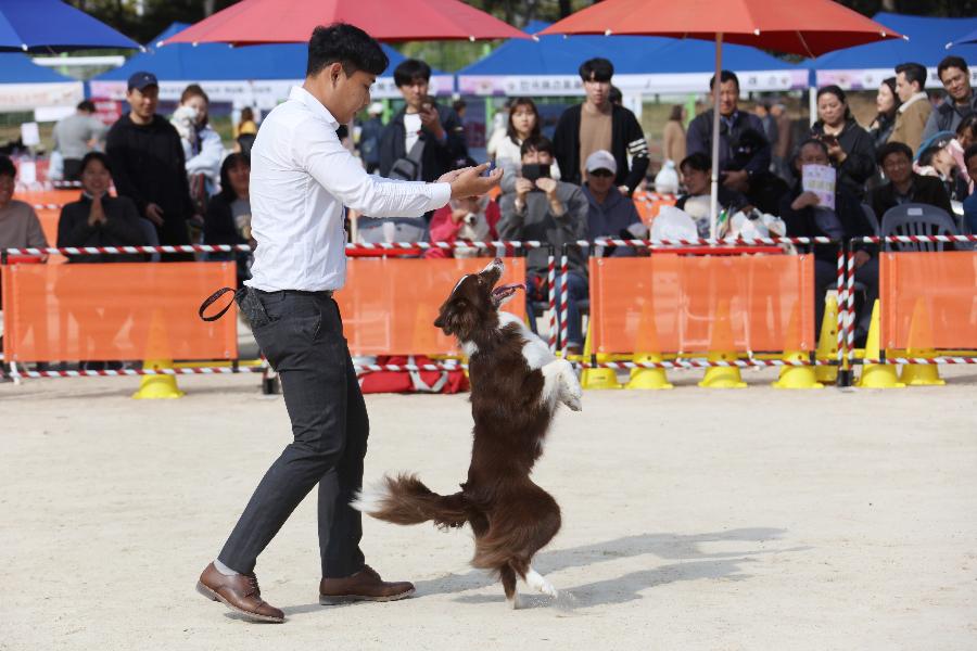 반려동물사랑나눔축제 이미지