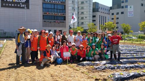 관양1동 『사랑의 배추밭』 배추심기 추진  이미지