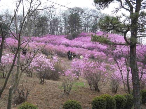 진달래동산 개방 이미지