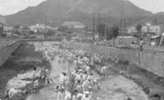 1975년 수암천 물줄기 바로잡기 공사