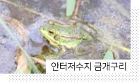 안터저수지 금개구리